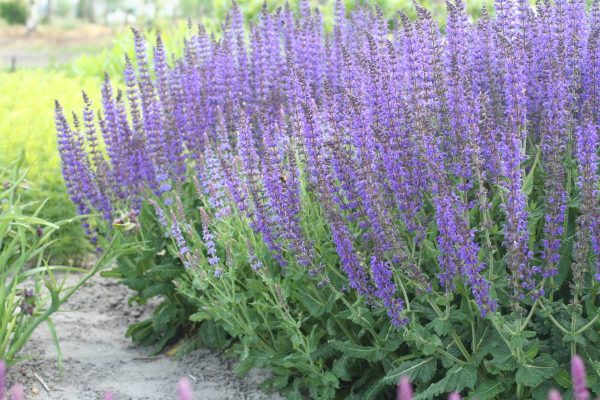 Salvia nemorosa Mainacht