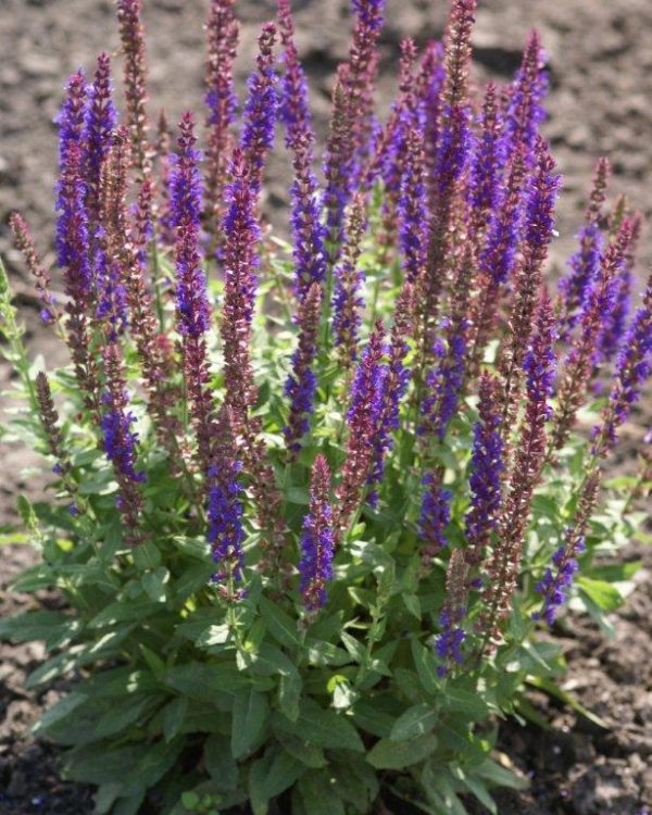 Salvia nemorosa Ost Friesland
