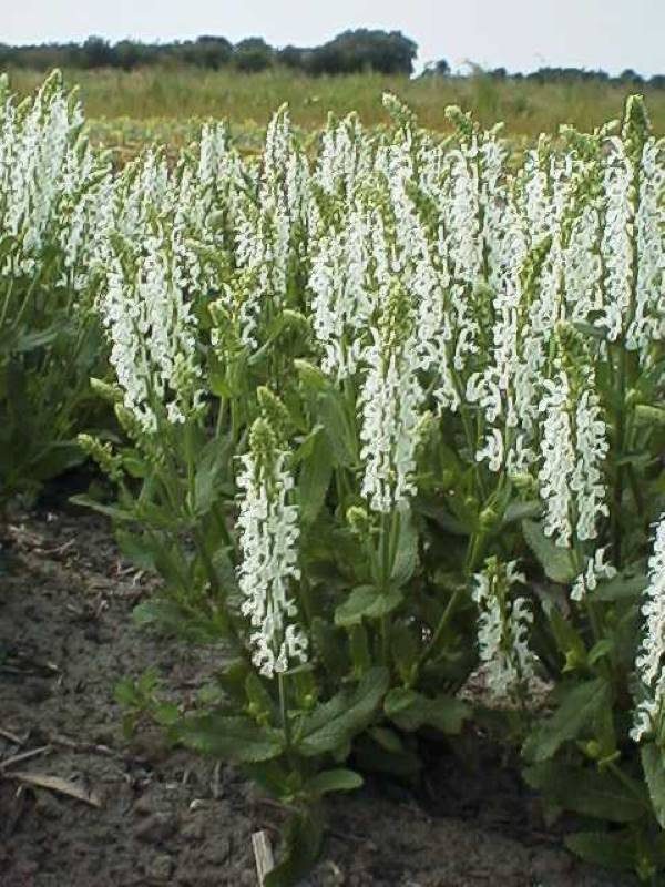 Salvia nemorosa Schneehügel