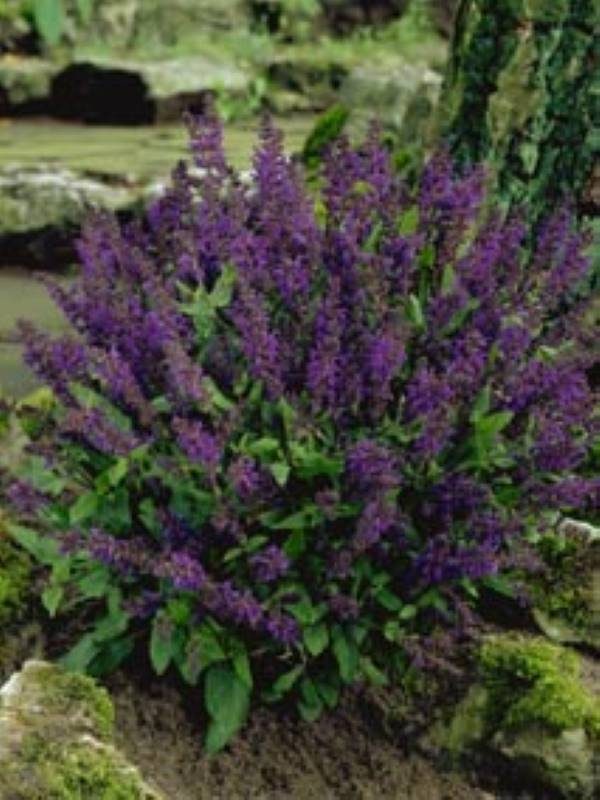 Salvia nemorosa Viola Klose