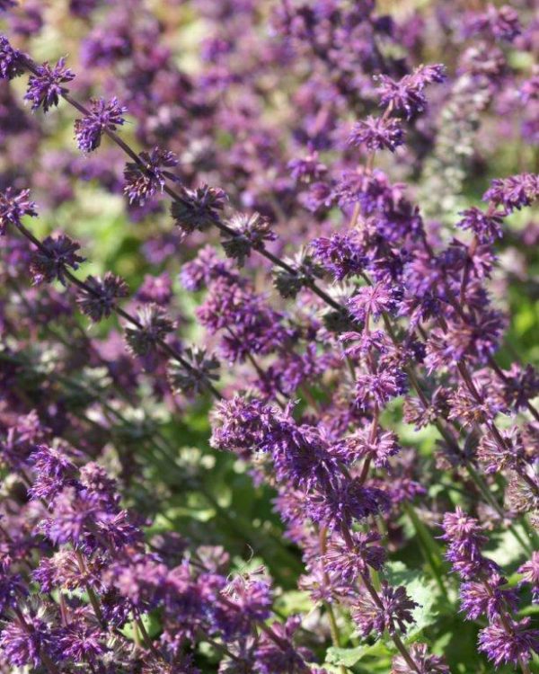 Salvia verticillata Purple Rain