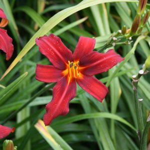 Hemerocallis Sammy Russell