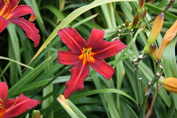 Hemerocallis Sammy Russell