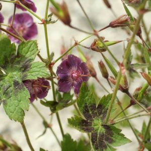 Geranium phaeum Samobor