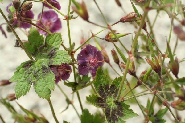 Geranium phaeum Samobor
