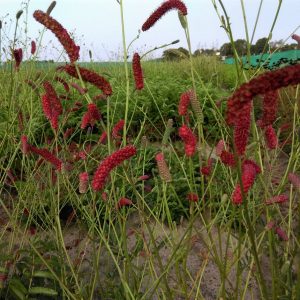 Sanguisorba Cangshan Cranberry