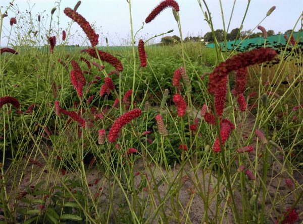 Sanguisorba Cangshan Cranberry