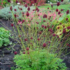 Sanguisorba Red Thunder