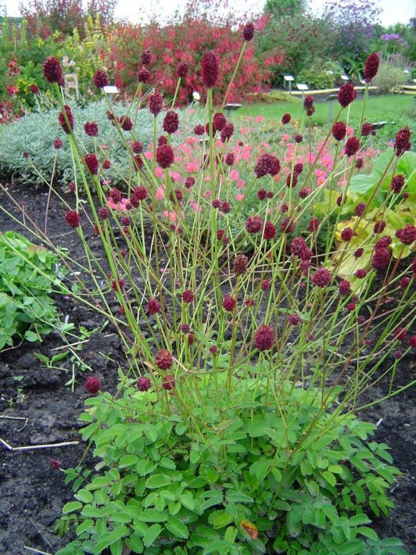 Sanguisorba Red Thunder