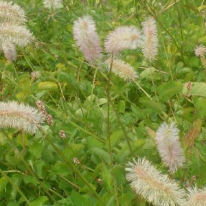Sanguisorba albiflora