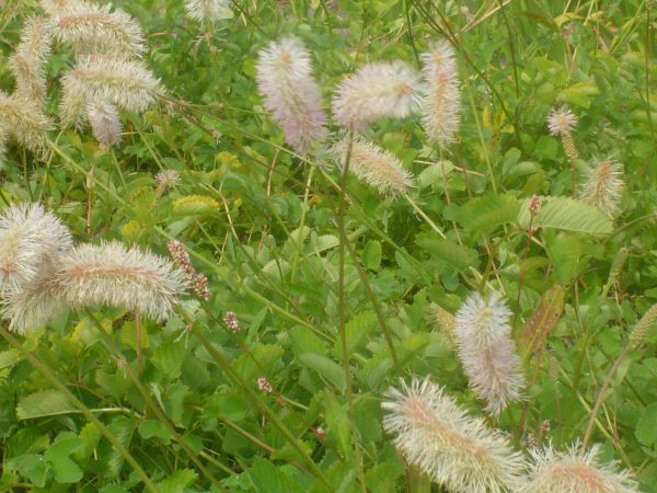 Sanguisorba albiflora