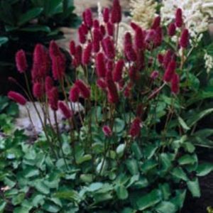 Sanguisorba menziesii