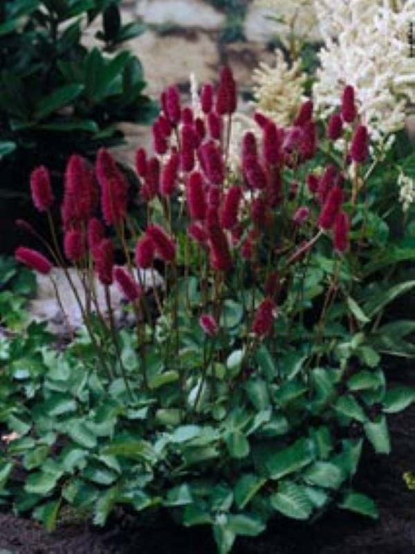 Sanguisorba menziesii
