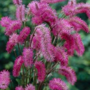 Sanguisorba obtusa