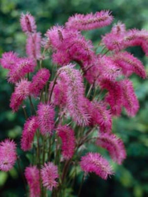 Sanguisorba obtusa