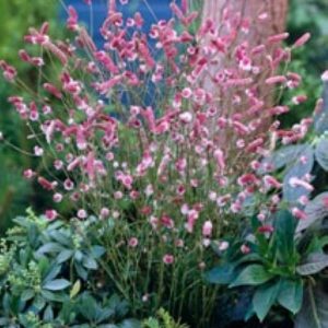 Sanguisorba officinalis Pink Tanna