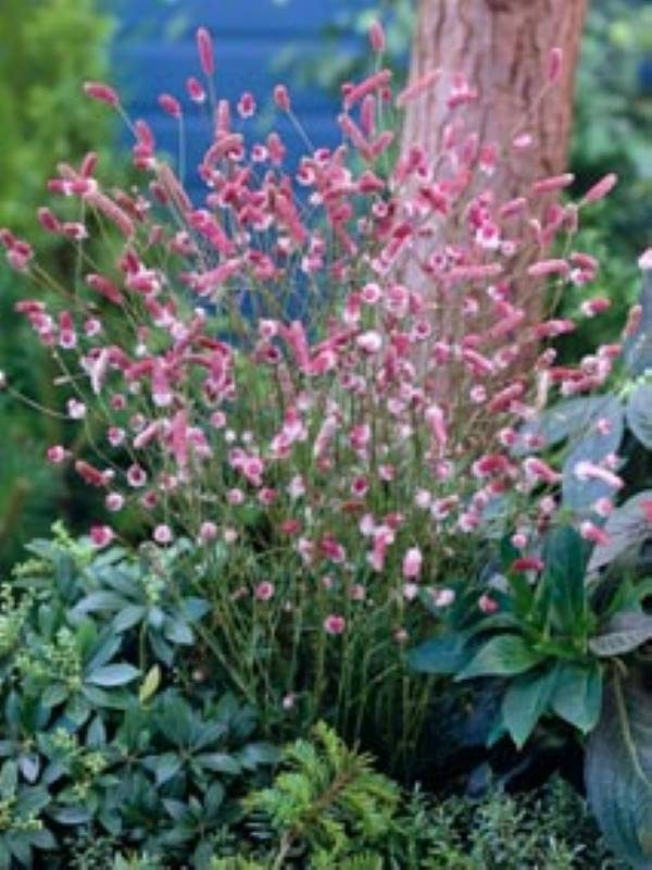 Sanguisorba officinalis Pink Tanna