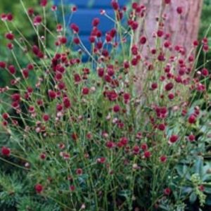 Sanguisorba Tanna