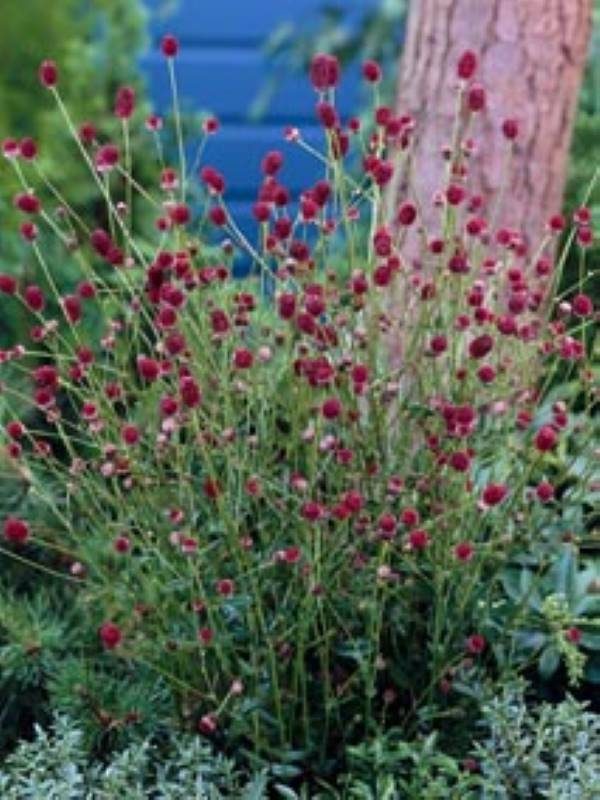 Sanguisorba Tanna
