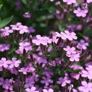 Saponaria