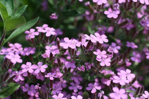 Saponaria ocymoides