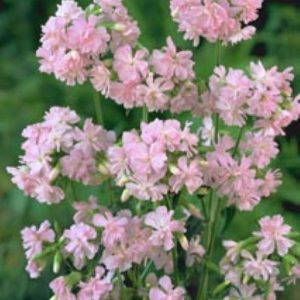 Sapanaria officinalis Rosea Plena