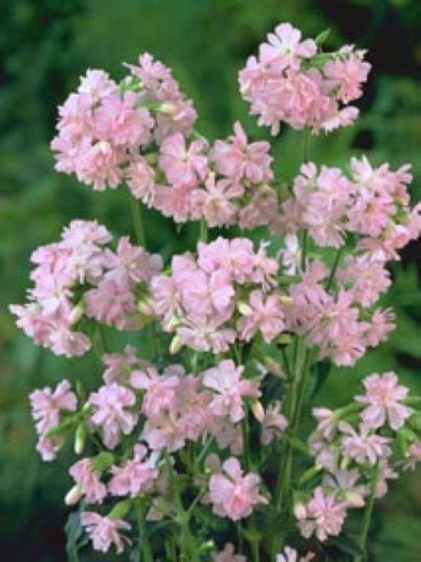 Sapanaria officinalis Rosea Plena