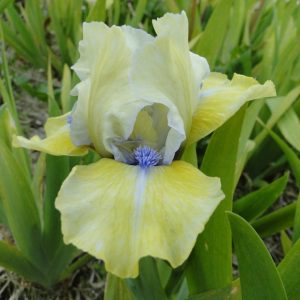 Iris Pumila Sarah Tailor