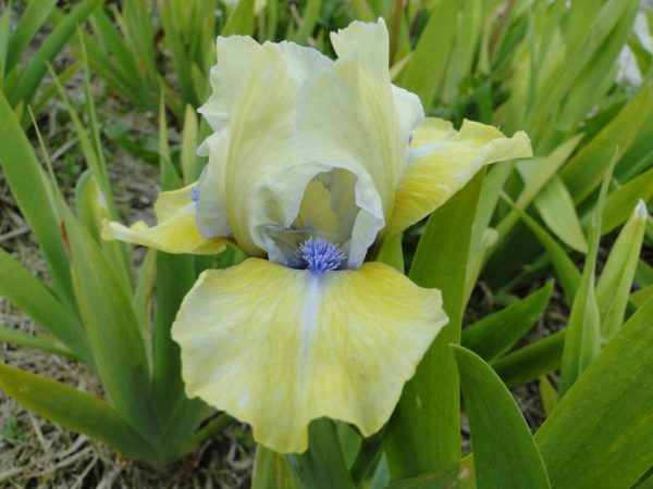 Iris Pumila Sarah Tailor