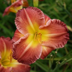 Hemerocallis Savannah Art