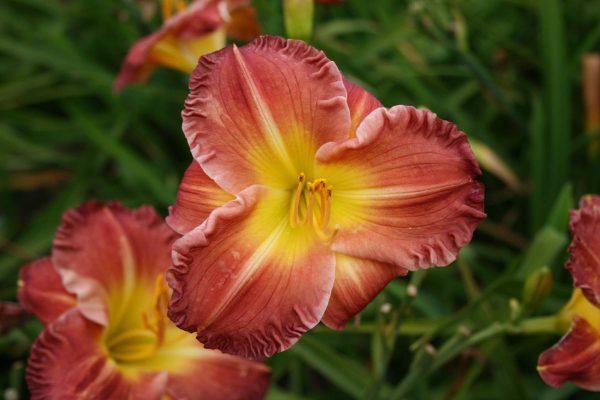 Hemerocallis Savannah Art