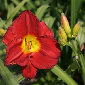 Hemerocallis Scarlet Orbit