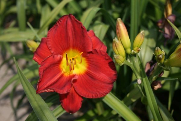 Hemerocallis Scarlet Orbit