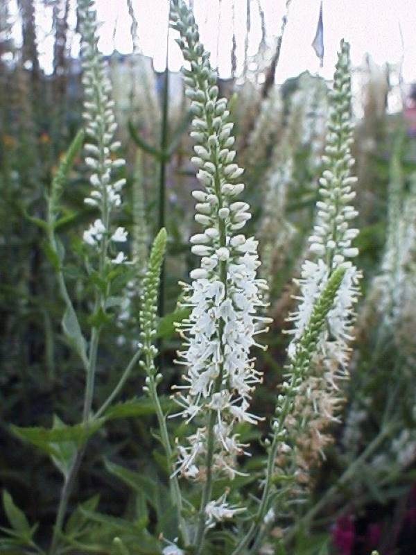 Veronica longifolia Schneeriesin