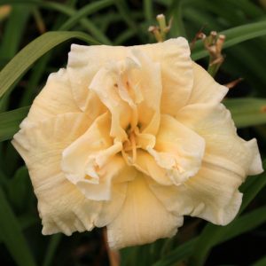 Hemerocallis Schnickel Fritz
