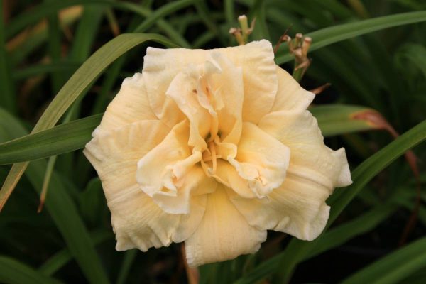 Hemerocallis Schnickel Fritz