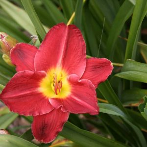 Hemerocallis Seductor