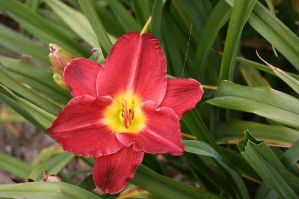 Hemerocallis Seductor