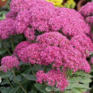 Sedum Carl
