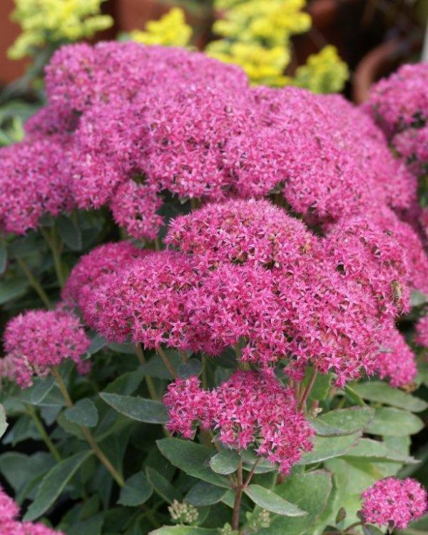 Sedum Carl