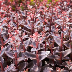 Sedum Chocolate Cherry®