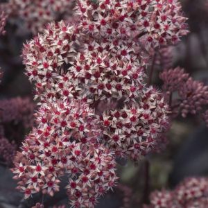 Sedum Coral Reef®