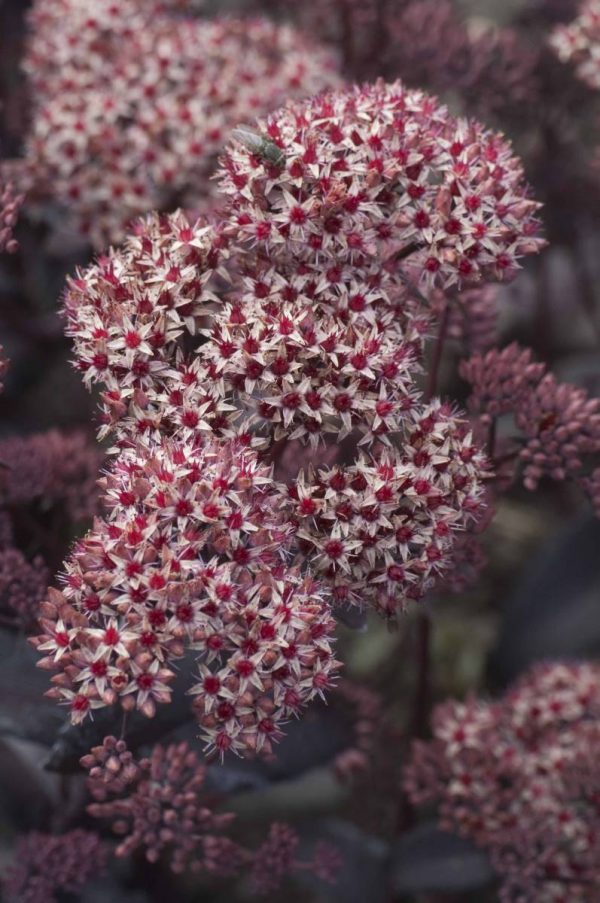 Sedum Coral Reef®