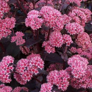 Sedum Jose Aubergine®