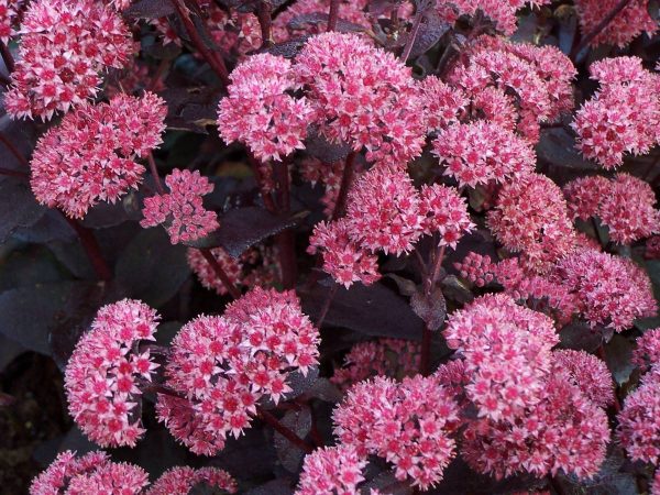 Sedum Jose Aubergine®