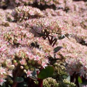 Sedum Matrona