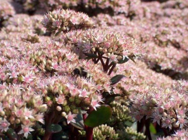 Sedum Matrona
