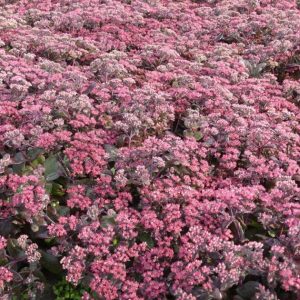 Sedum Mojave Diamond