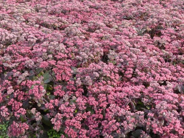 Sedum Mojave Diamond