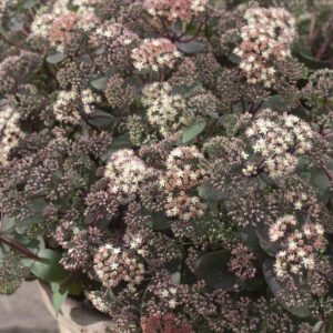 Sedum Moonlight Serenade®